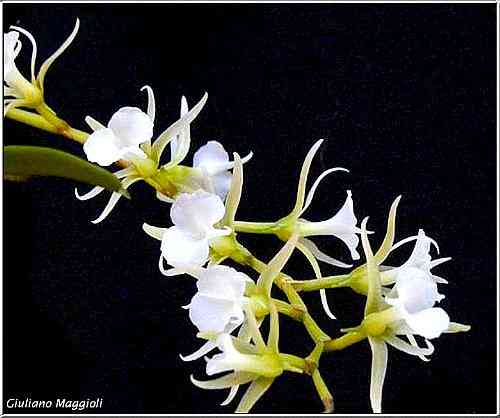 Oeaniella polystachys